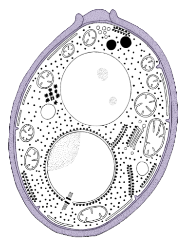 Candida Cell Structure & Cell Wall